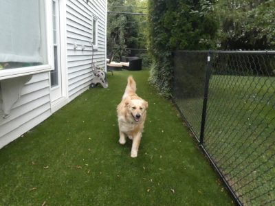Best fence for your pet