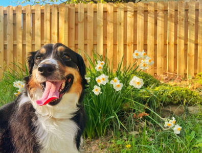 Fence Options Dogs